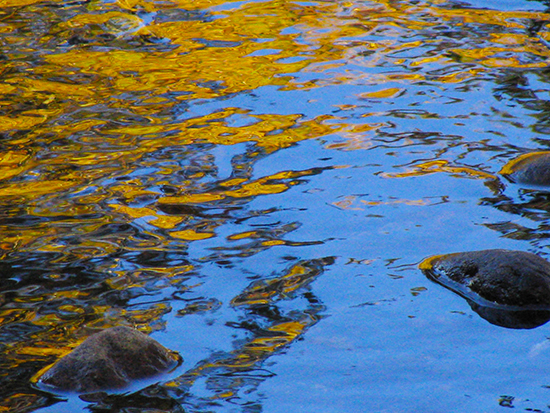Aspen Leaves Reflected in Water